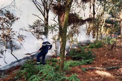 Hà Nội: Khẩn trương điều tra nguyên nhân vụ cháy 1,45ha rừng tại huyện Sóc Sơn