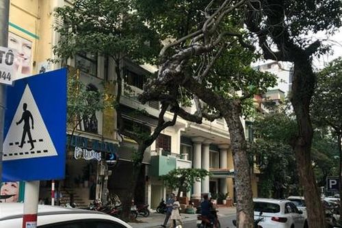 Hàng loạt cây xanh ở Hà Nội nghi bị đầu độc: Mức xử lý vi phạm đến đâu?