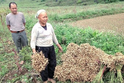 Tỉnh Cao Bằng: Xây dựng chuỗi liên kết sản xuất, chế biến, tiêu thụ lạc vùng cao