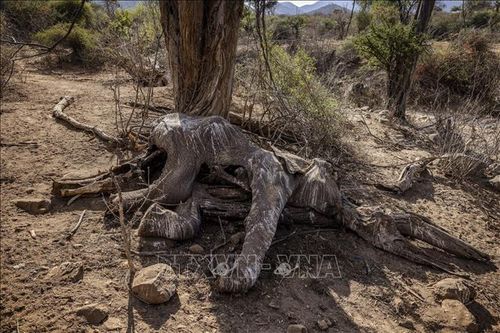 Hạn hán khiến nhiều loài động vật hoang dã chết hàng loạt tại Kenya