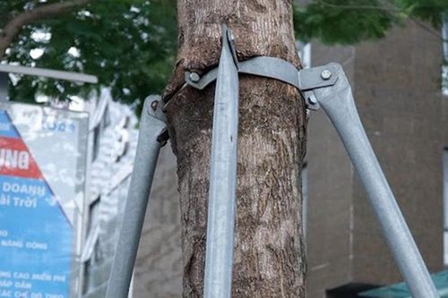 Hà Nội: Hàng trăm cây xanh đang sống trong 'gông cùm'