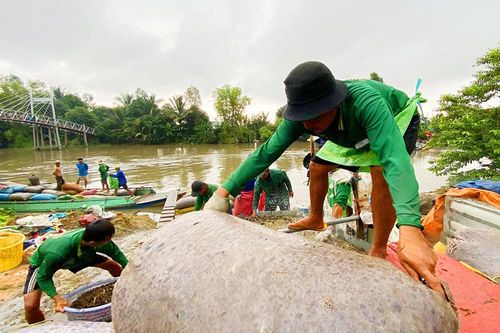 Đi cào ốc kiếm cả triệu bạc mỗi đêm