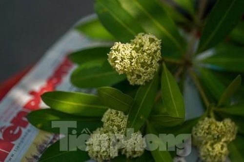 Hoa sữa nồng nàn giữa Sài Gòn