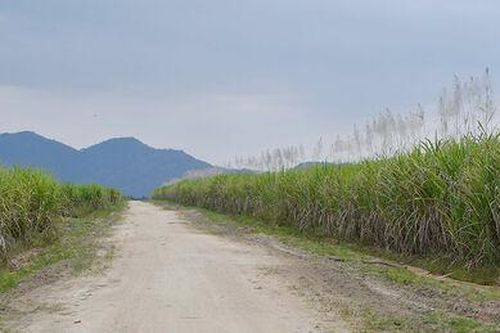 Rừng mía Aural
