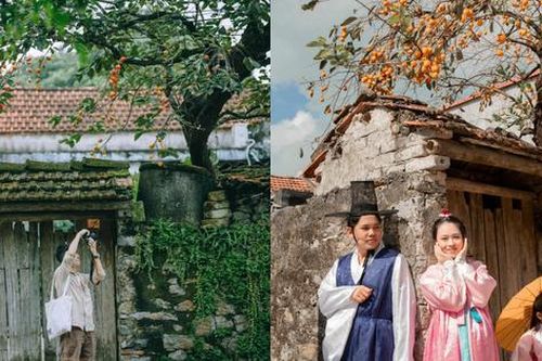 Du khách ngán ngẩm khi cây hồng trăm tuổi ở Ninh Bình bị gắn quả giả vẫn thu phí chụp ảnh