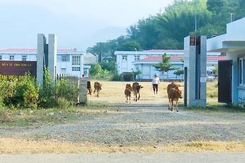 Bệnh viện đa khoa 200 tỷ đồng thành nơi trồng rau, chăn thả bò