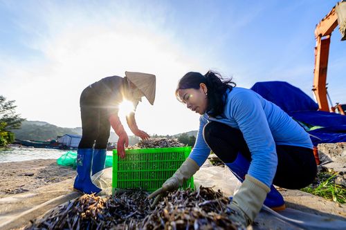 Trúng đậm cá cơm, ngư dân đảo Thanh Lân lãi cả chục triệu mỗi ngày