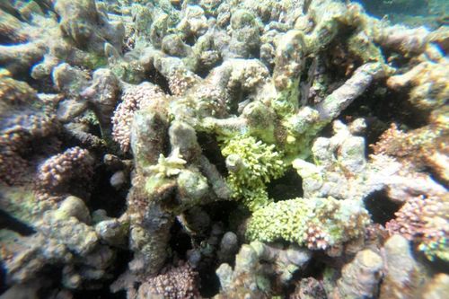 Rạn san hô trong Vịnh Nha Trang phục hồi tốt