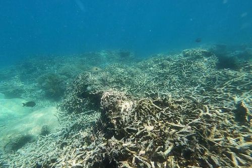 Khánh Hòa phục hồi vịnh Nha Trang