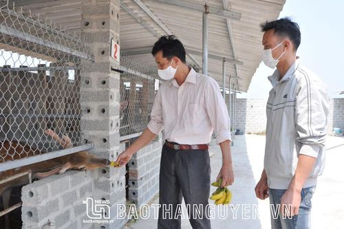 Phú Bình: Nâng cao hiệu quả hoạt động của hợp tác xã, trang trại chăn nuôi