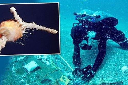Phát hiện mảnh vỡ tàu con thoi Challenger ngoài khơi bờ biển Florida