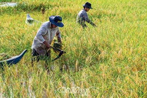 Gặt lúa vần công