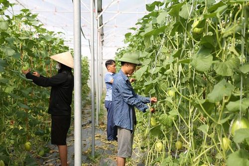 Khơi thông nguồn lực đất đai để phát triển nông nghiệp: Tích hợp các giải pháp