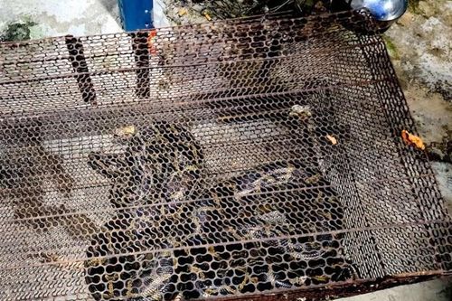 Tận mục trăn 10 kg quý hiếm 'lơ ngơ đi lạc' ở TP. HCM