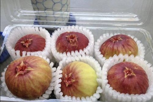 Tò mò về loại sung 'siêu to khổng lồ' xuất hiện ở Việt Nam