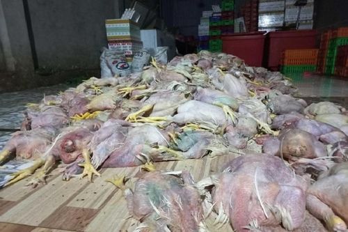 Phát hiện hơn 2,2 tấn gà chết chuẩn bị bán cho cơ sở chế biến giò, chả