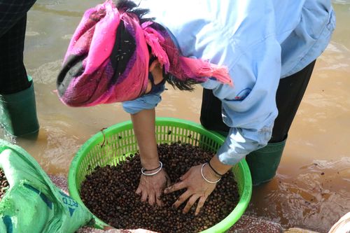 Rộn ràng mùa thu lượm hạt dẻ trong đại ngàn đặc dụng Mường Phăng