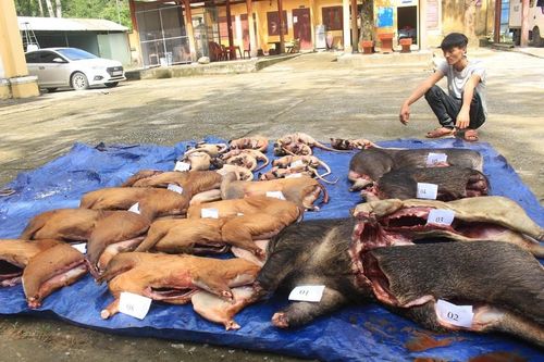 Quảng Nam: Phát hiện xe ô tô vận chuyển hơn 250 kg động vật hoang dã