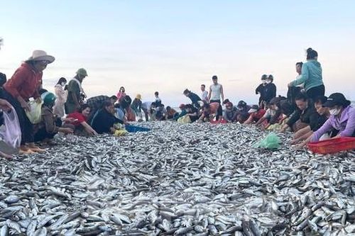 Quăng mẻ lưới 'trúng đậm' hàng tấn cá, ngư dân thu trên chục triệu đồng