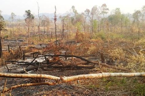 Công ty lâm nghiệp ở Gia Lai để mất 1.700 ha rừng, gây thiệt hại 10 tỷ đồng