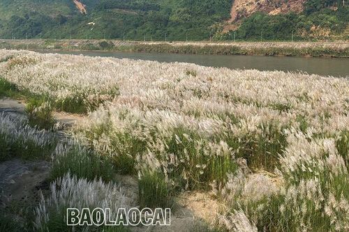 Vẻ đẹp mùa bông lau