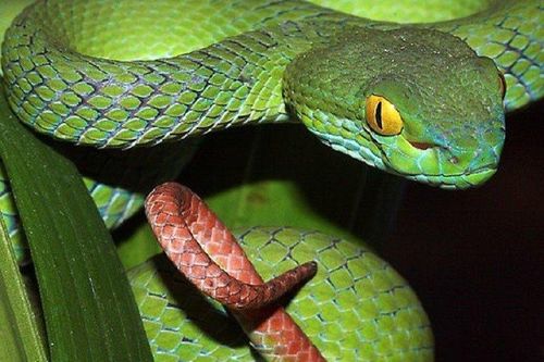 Đi hái cà phê, người đàn ông bị rắn lục đuôi đỏ cắn tử vong