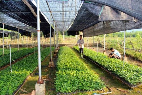 Kinh tế HTX vươn lên làm nền tảng hoàn thành mục tiêu Nông thôn mới