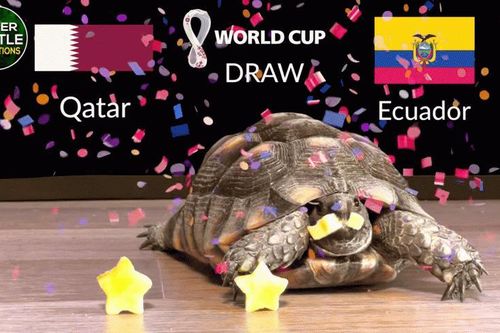 Đại bàng, 'Thần Rùa' dự đoán tỷ số trận Qatar - Ecuador