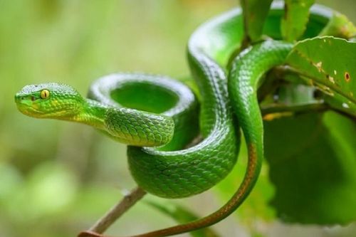 Đi hái cà phê, người đàn ông ở Đắk Lắk bị rắn lục cắn tử vong