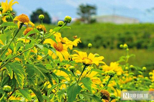 Hoa dã quỳ nở vàng rực rỡ trong sắc thu Đà Lạt