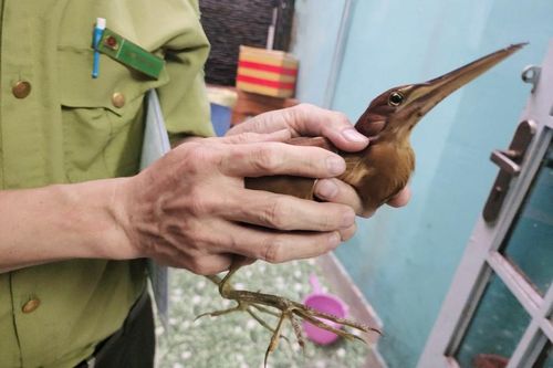 Chim lạ bay lạc vào nhà dân ở TPHCM
