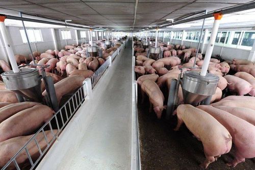 Phó Thủ tướng yêu cầu nghiên cứu việc xuất khẩu thịt lợn