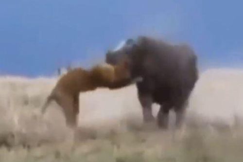 Clip: Những tình huống tấn công dũng mãnh của hà mã