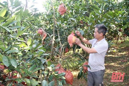 Vườn bưởi 'tiến vua' hơn 4.000 quả chờ cung ứng dịp Tết