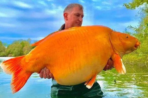 Cá vàng khổng lồ cắn câu ở Pháp