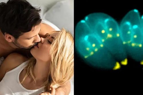 Tình dục giúp con người vượt qua những cuộc đấu tranh sinh tồn