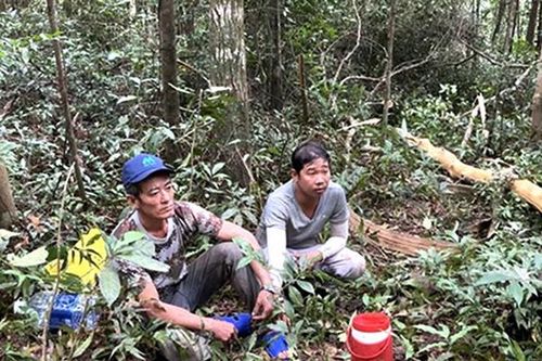 Bắt giữ 2 đối tượng chặt phá rừng Phú Quốc