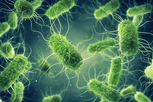 Salmonella-vi khuẩn khiến hơn 600 học sinh nhập viện nguy hiểm ra sao?