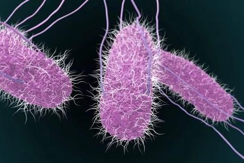 Thực phẩm nào có thể nhiễm khuẩn Salmonella?