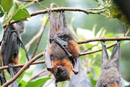 Nguyên nhân virus từ dơi lây lan sang người