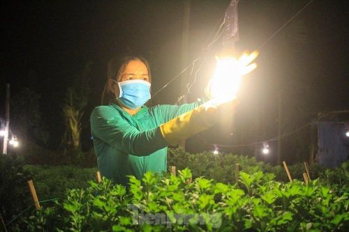 Kỹ thuật ép 'Cúc' không ngủ ở thủ phủ hoa tết Quảng Ngãi
