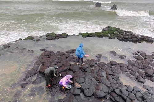 Vào mùa 'lộc trời' mọc lên từ đá, người dân đi lấy về bán giá hàng triệu đồng/kg