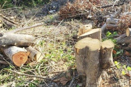 Gia Lai: Chuyển hồ sơ sang công an vụ mất hơn 1700ha rừng