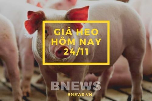 Giá heo hơi hôm nay 24/11: Nhích nhẹ một vài địa phương