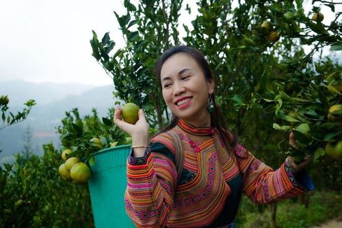 Người dân Mường Khương phấn khởi thu hoạch quýt