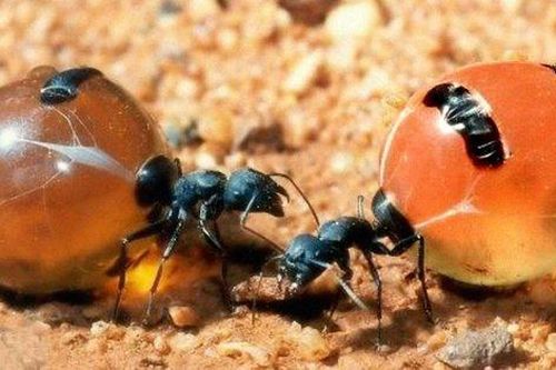 Honeypot: Loài kiến duy nhất trên thế giới sản xuất mật
