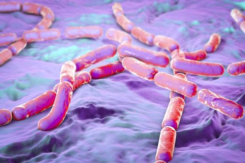 Ngộ độc thực phẩm do Bacillus cereus: Từ A - Z những điều bạn cần biết