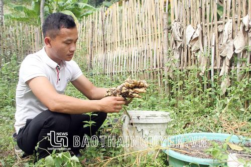 Tạo sinh kế bền vững cho người Mông ở Bản Tèn