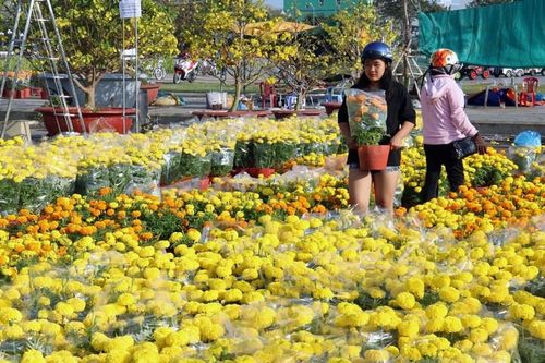 Thị trường hoa tết Nguyên đán Quý Mão 2023 dự báo sẽ tăng từ 10% - 30%