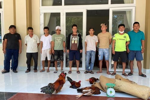 Bắt trường gà 'bí ẩn' trong các vườn cao su
